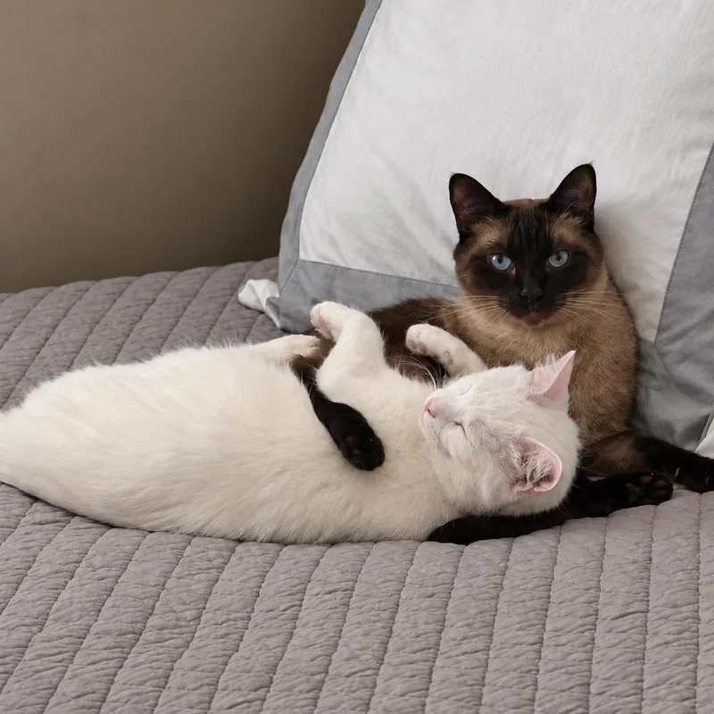 Chester and Hank