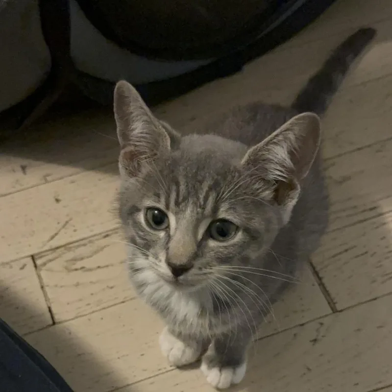Elvis