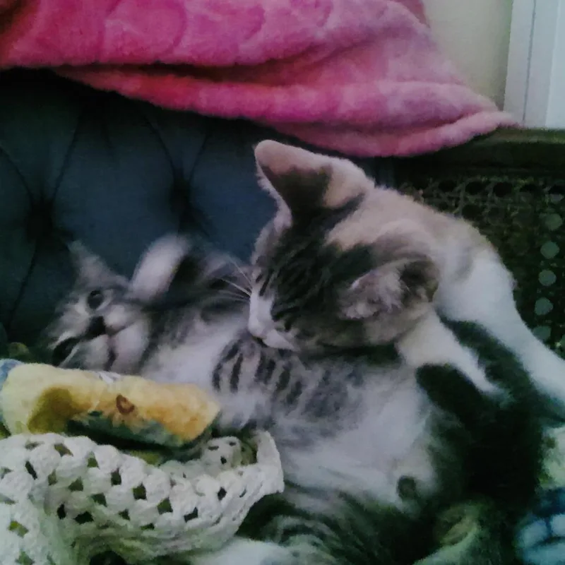 Elvis thumbnail 6
