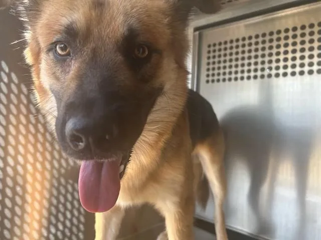 An adult medium-sized male German Shepherd Dog dog named A for adoption in Oklahoma City, OK