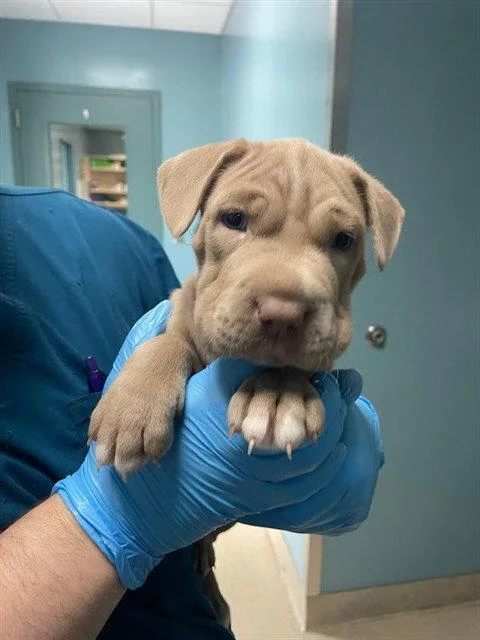 A young medium-sized male Mixed Breed dog named Hugo for adoption in Holbrook, NY