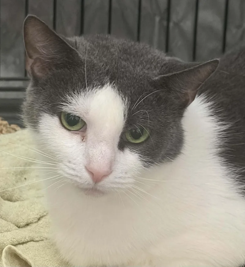 A young medium-sized female Gray & White Domestic Short Hair cat named Pepper for adoption in Westfield, MA