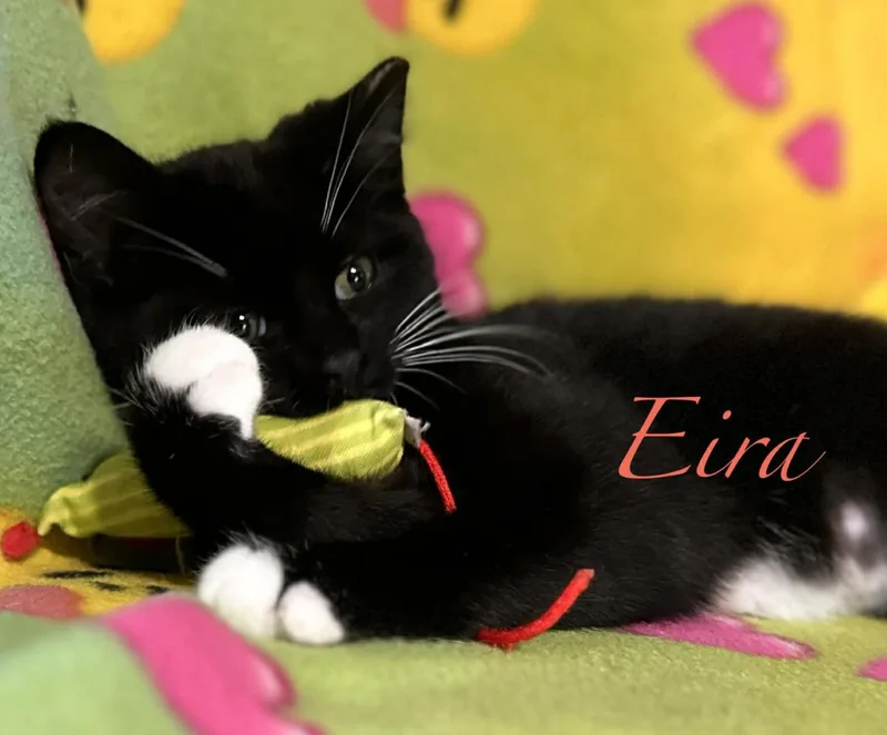 A baby small-sized female Domestic Short Hair cat named Eira & Neva for adoption in Kent, OH