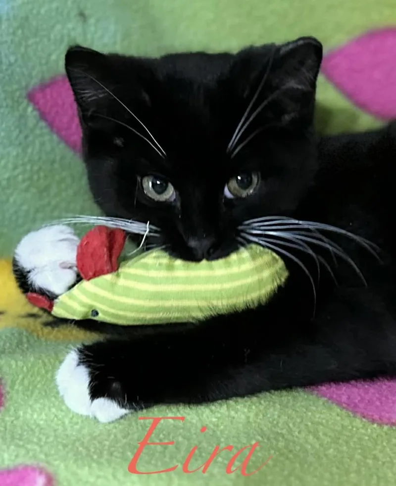 Eira & Neva thumbnail 2