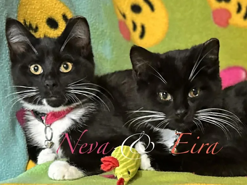 Eira & Neva thumbnail 4