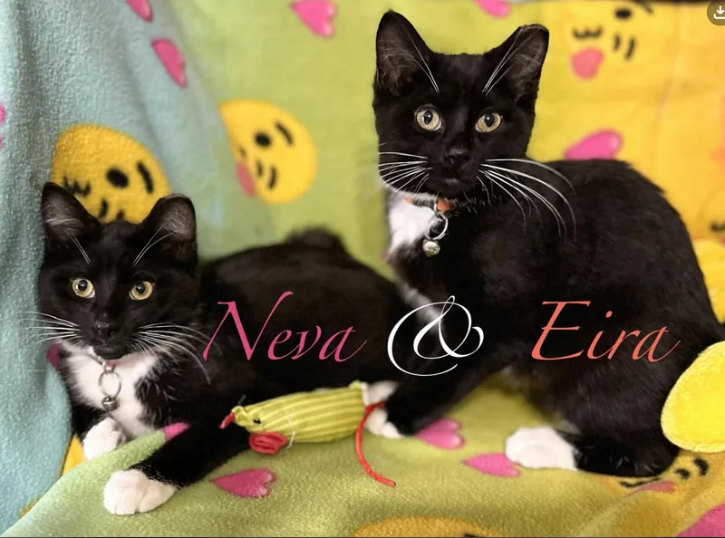 Eira & Neva thumbnail 5