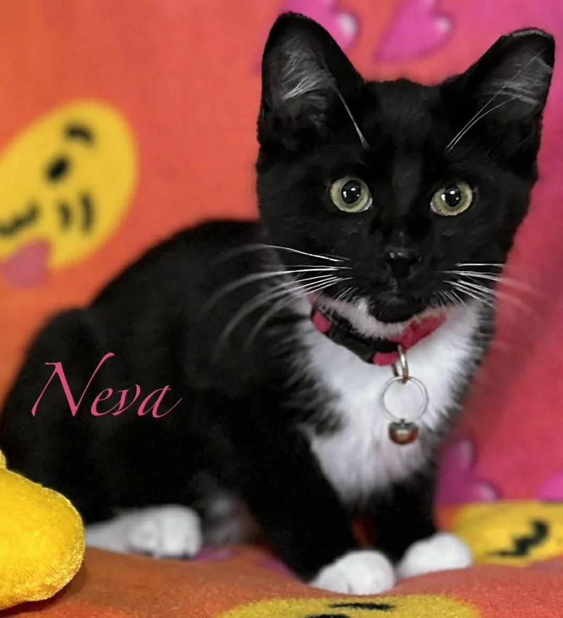 Eira & Neva thumbnail 6