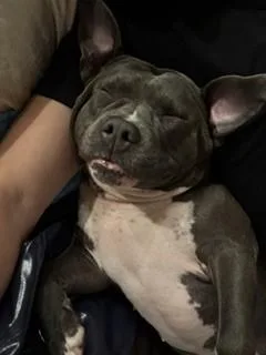 An adult medium-sized female Gray / Blue / Silver Pit Bull Terrier dog named Uzi for adoption in Bridgewater, NJ