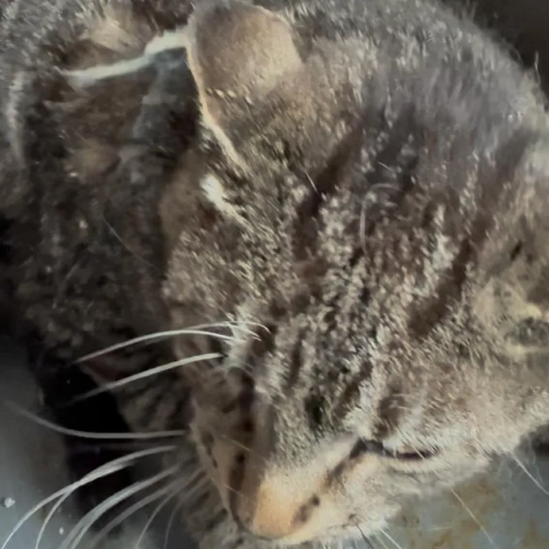 Silas Fka Smokey thumbnail 2