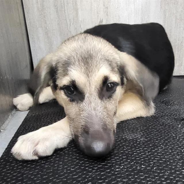 A baby medium-sized female German Shepherd Dog dog named Stella for adoption in San Antonio, TX
