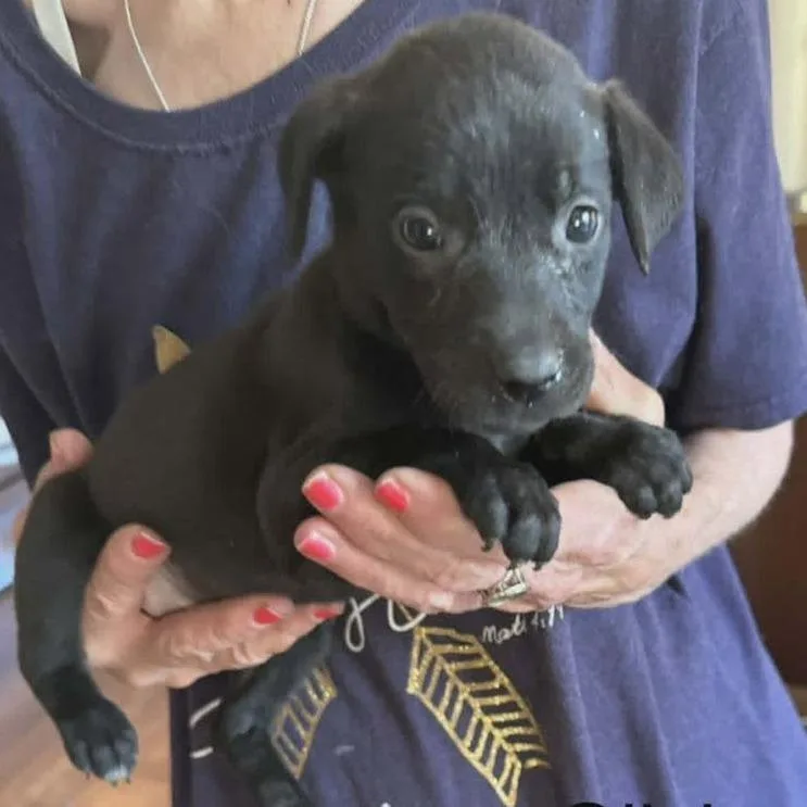 A baby large-sized female Black Labrador Retriever dog named Olivia for adoption in Alexandria, VA