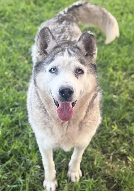 An adult medium-sized female Siberian Husky dog named Snow White for adoption in Riverside, CA