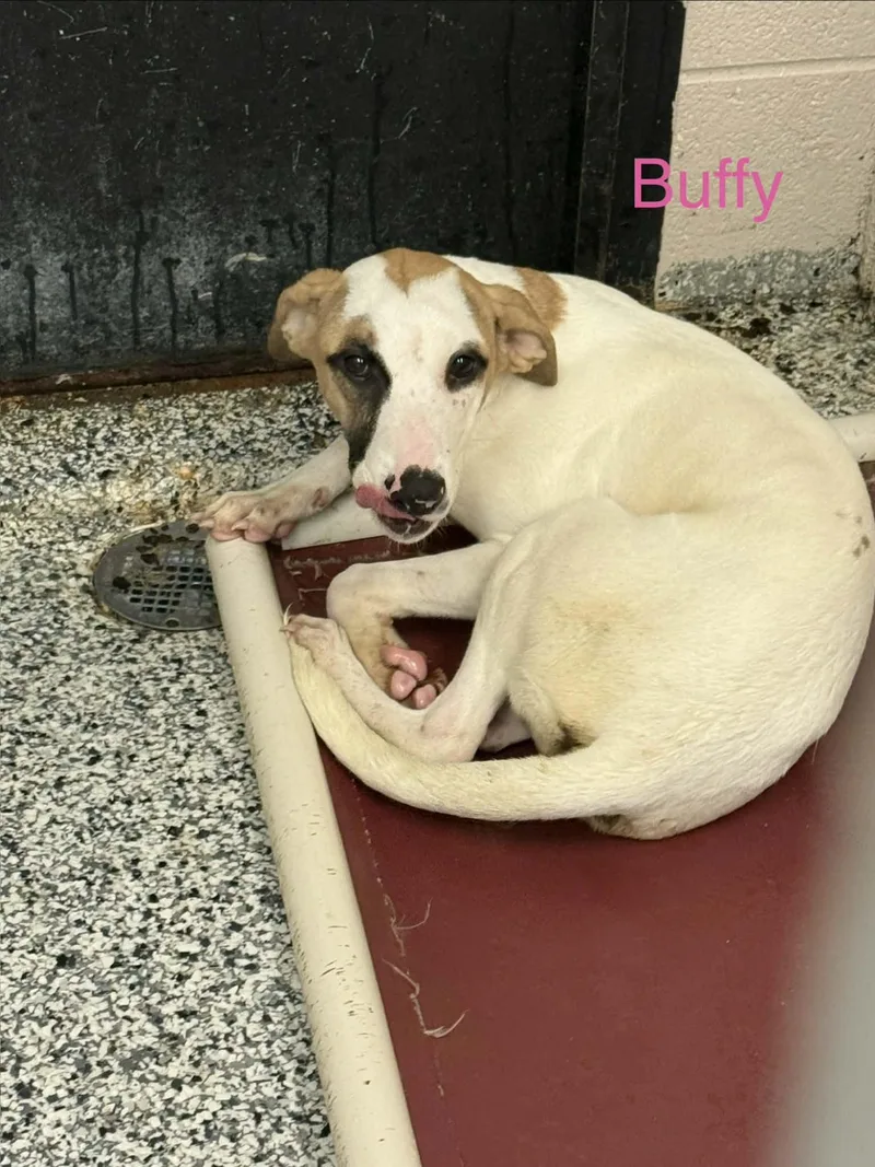 A young medium-sized female Pointer dog named Buffy for adoption in Fayetteville, WV