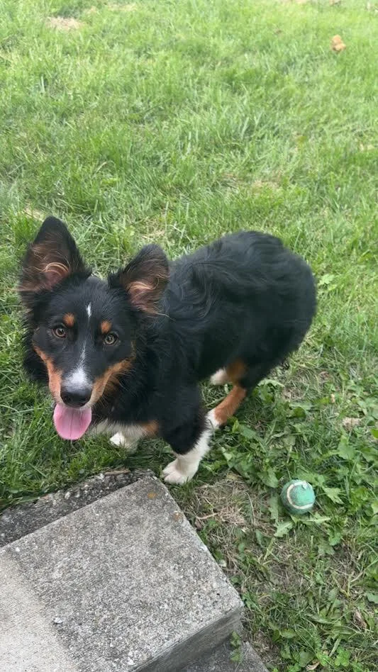An adult medium-sized female Australian Shepherd dog named Stormy for adoption in Columbia, MD
