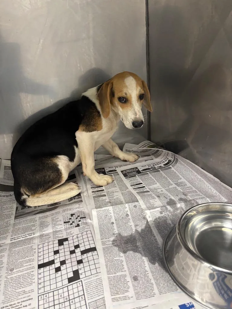 A baby small-sized male Mixed Breed dog named Jersey for adoption in Oxford, NC