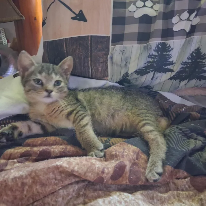 A baby small-sized female Brown / Chocolate Domestic Short Hair cat named Rune for adoption in Springfield, IL