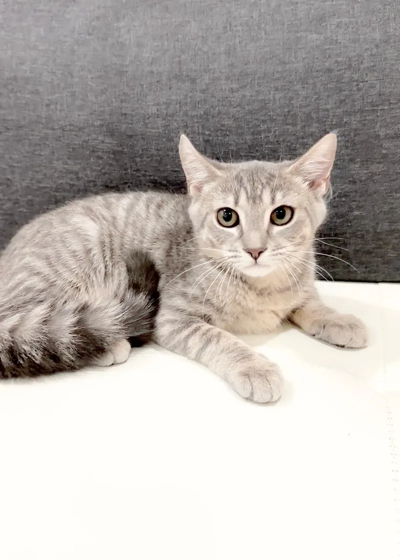 Lady Grey thumbnail 3