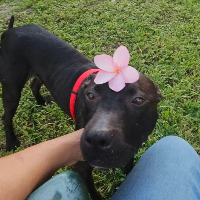 An adult medium-sized female Black Terrier dog named Lingo for adoption in Homestead, FL