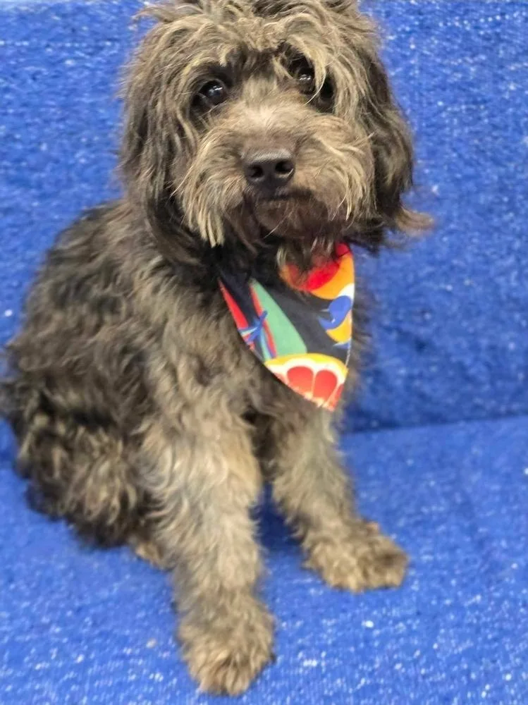 An adult medium-sized male Gray / Blue / Silver Yorkshire Terrier dog named Comet for adoption in Sedalia, CO