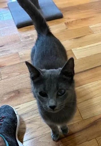 A young medium-sized female Domestic Short Hair cat named Sobel Mom for adoption in Rome, GA