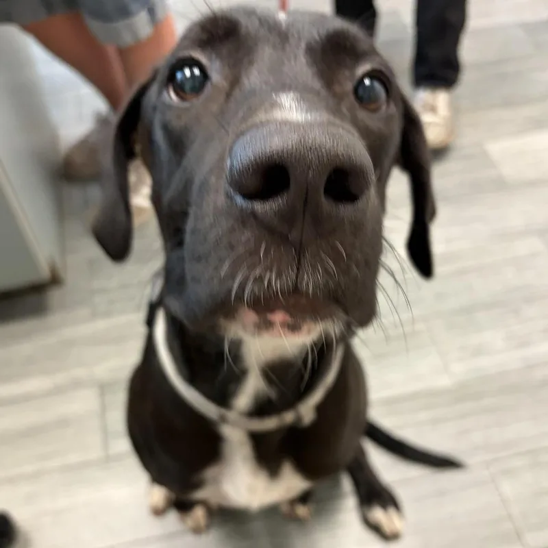 An adult large-sized male Black Mixed Breed dog named Happy for adoption in Jacksonville, FL