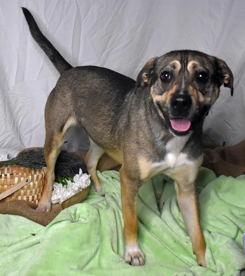 An adult medium-sized female Pit Bull Terrier dog named Cookie for adoption in Monroe, LA