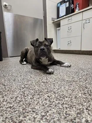 An adult large-sized male Mixed Breed dog named Gerald for adoption in Westland, MI