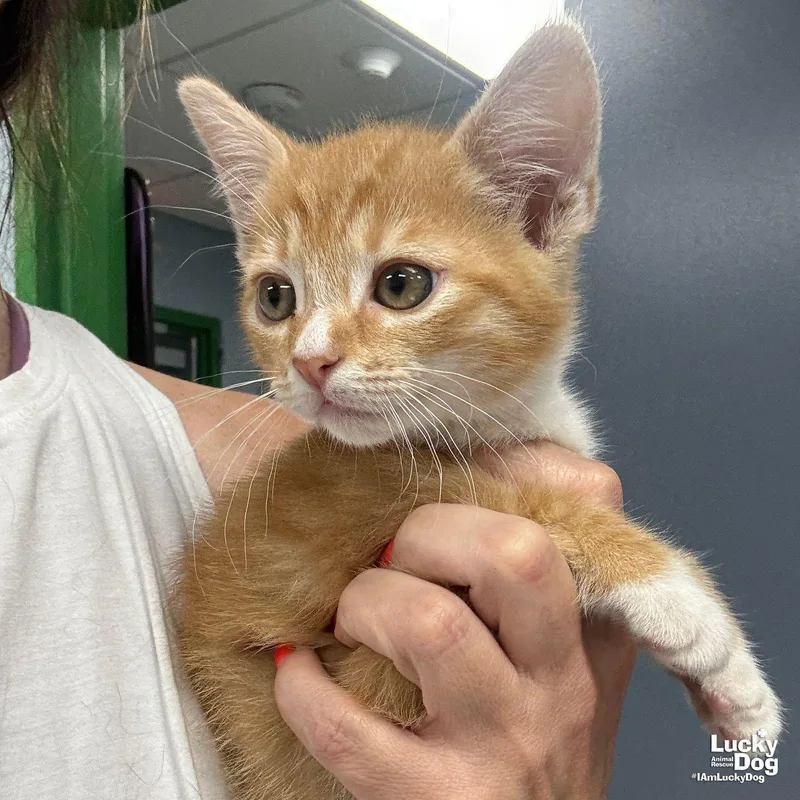 A baby medium-sized male Orange & White Domestic Short Hair cat named Watson for adoption in Washington, DC