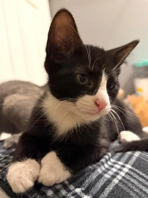 A baby medium-sized male Domestic Short Hair cat named Marathon for adoption in Cincinnati, OH