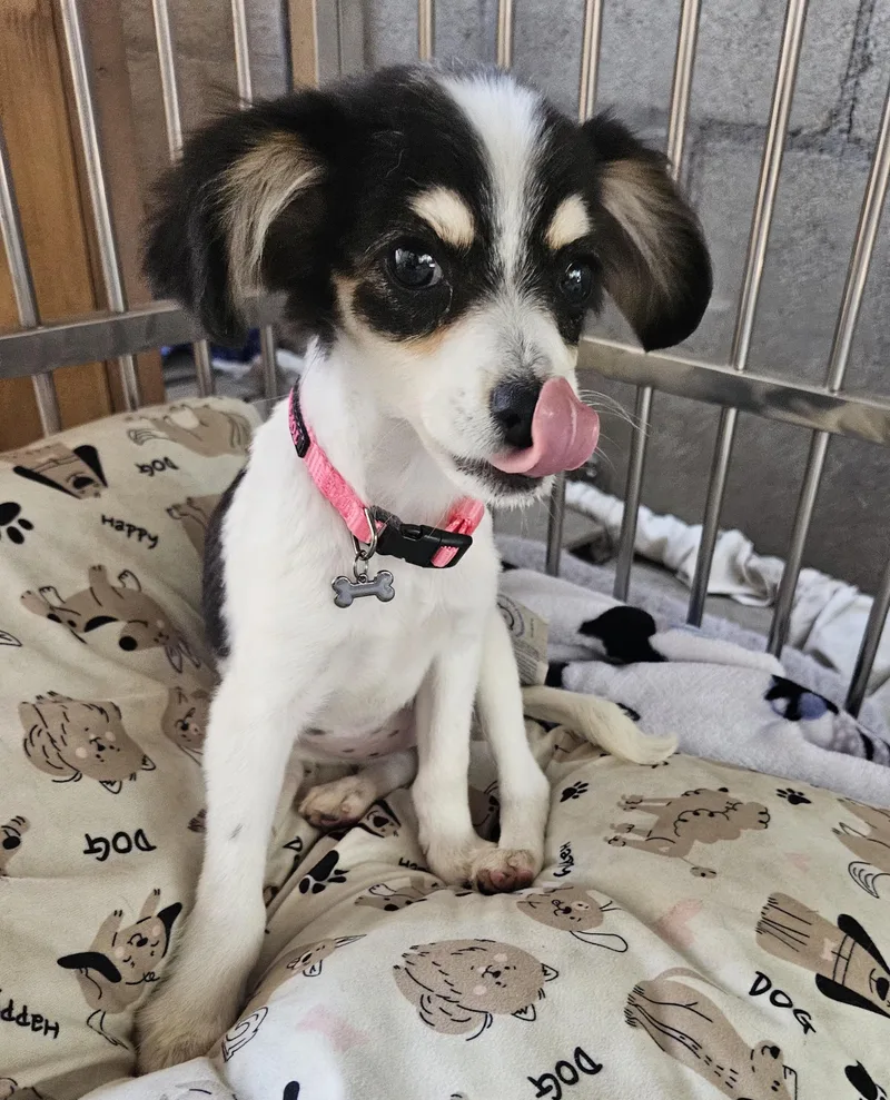 Mia