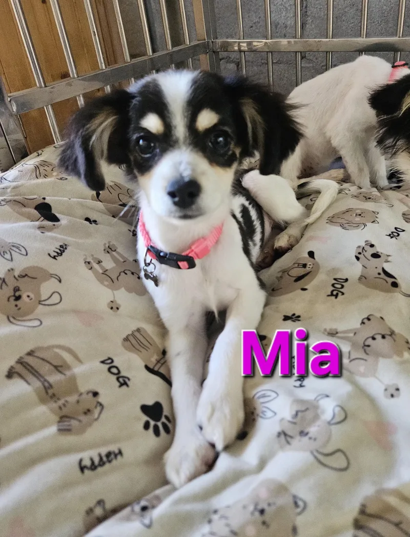 Mia thumbnail 3