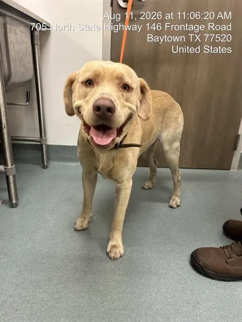 An adult large-sized male Labrador Retriever dog named Thomas Shelby for adoption in Baytown, TX