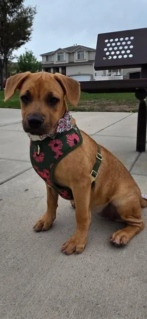 A young medium-sized female Black Mouth Cur dog named Honey aka Canela for adoption in Midway, UT