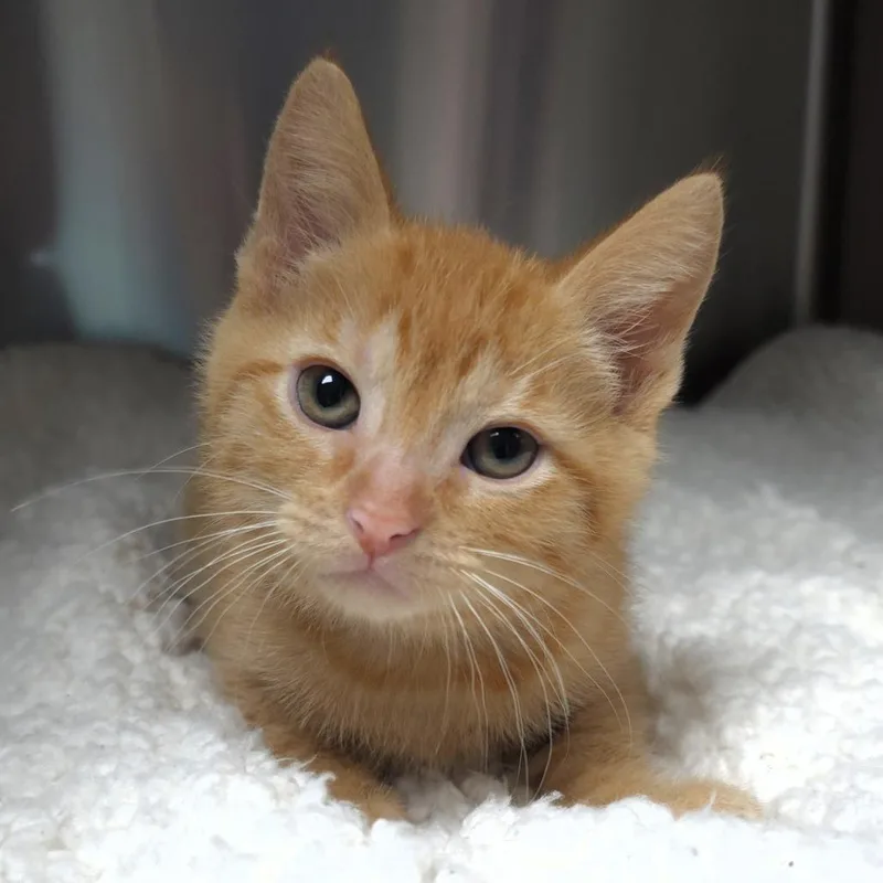 A baby small-sized male Orange / Red Domestic Short Hair cat named Dakota for adoption in Michigan City, IN