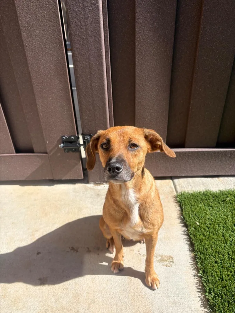 An adult small-sized female Mixed Breed dog named Brunette for adoption in Raleigh, NC