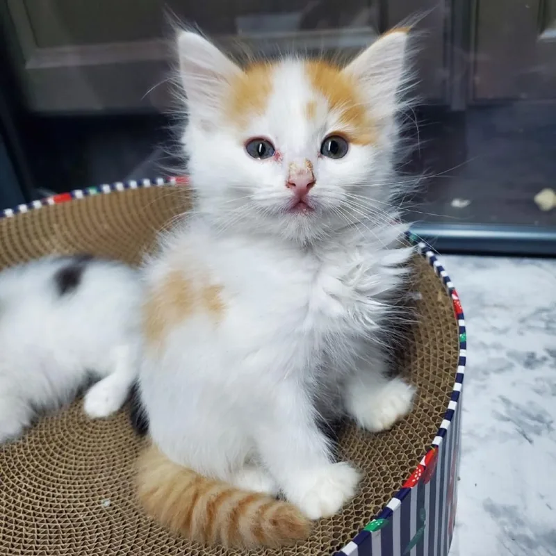 A baby small-sized male Orange / Red Domestic Short Hair cat named Great Gatsby for adoption in Westminster, CA