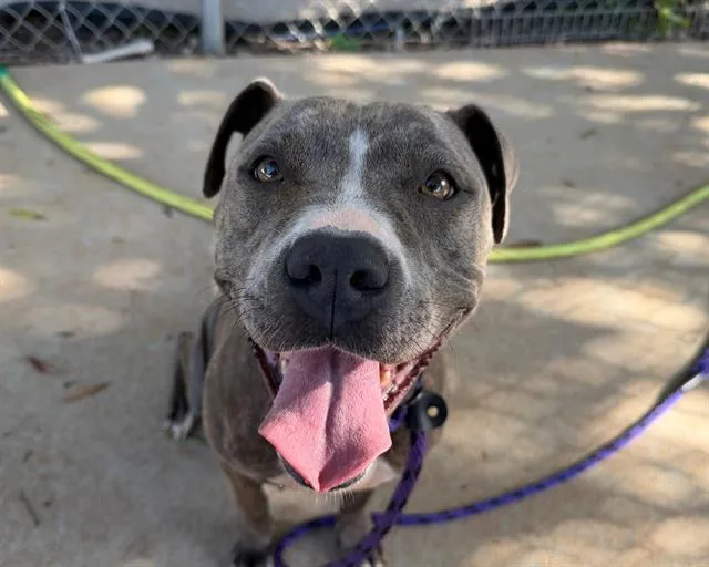 An adult medium-sized female Pit Bull Terrier dog named Selena for adoption in Charlotte, NC