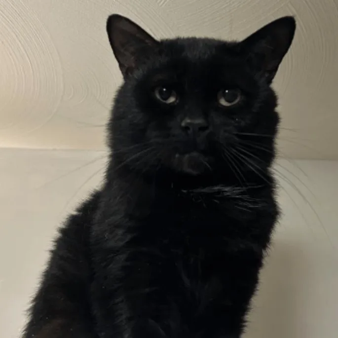 An adult medium-sized male Black Domestic Short Hair cat named Leo for adoption in East Hartford , CT