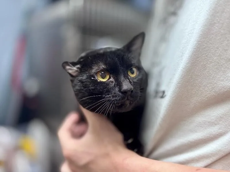 Salem