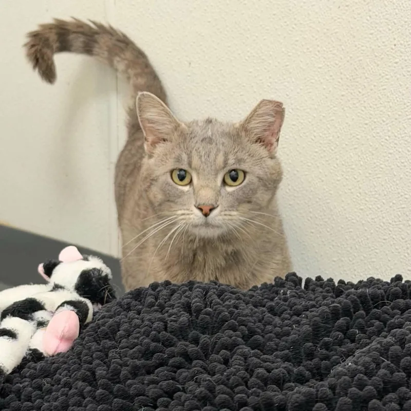 An adult large-sized male Tabby (Gray / Blue / Silver) Domestic Short Hair cat named Stinkbug for adoption in Martinsville, IN