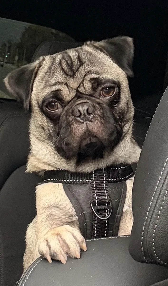 A young small-sized male Yellow / Tan / Blond / Fawn Pug dog named Finn for adoption in Poway, CA