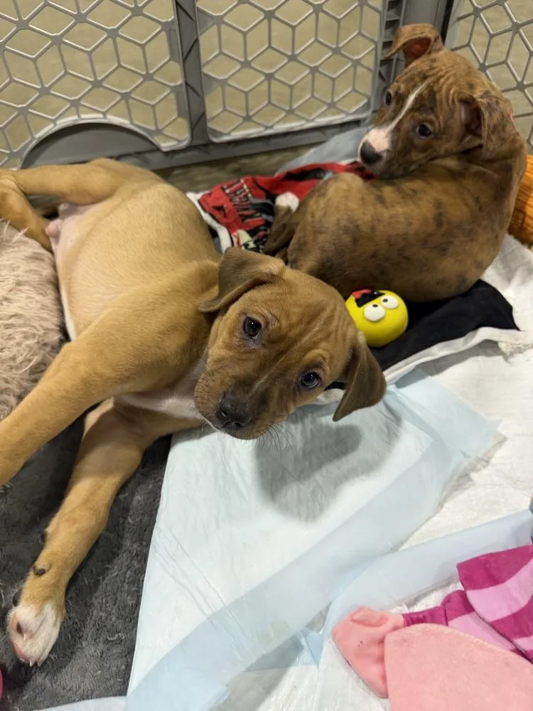 A baby small-sized female Terrier dog named Armani for adoption in Plymouth, MI