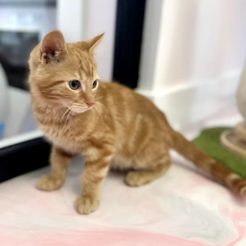 A baby small-sized male Orange / Red Domestic Short Hair cat named Mogumogu for adoption in Forest Park, IL