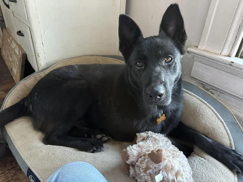 An adult large-sized female Black Mixed Breed dog named Licorice for adoption in Sioux Falls, SD