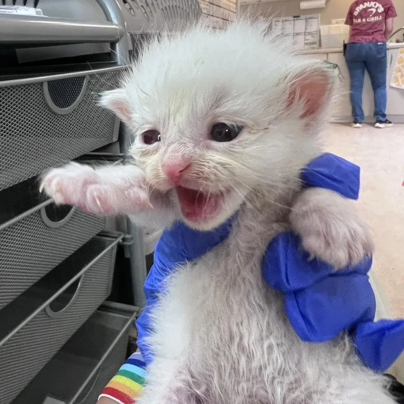 A baby small-sized male White Domestic Medium Hair cat named Shoat for adoption in Branford, CT