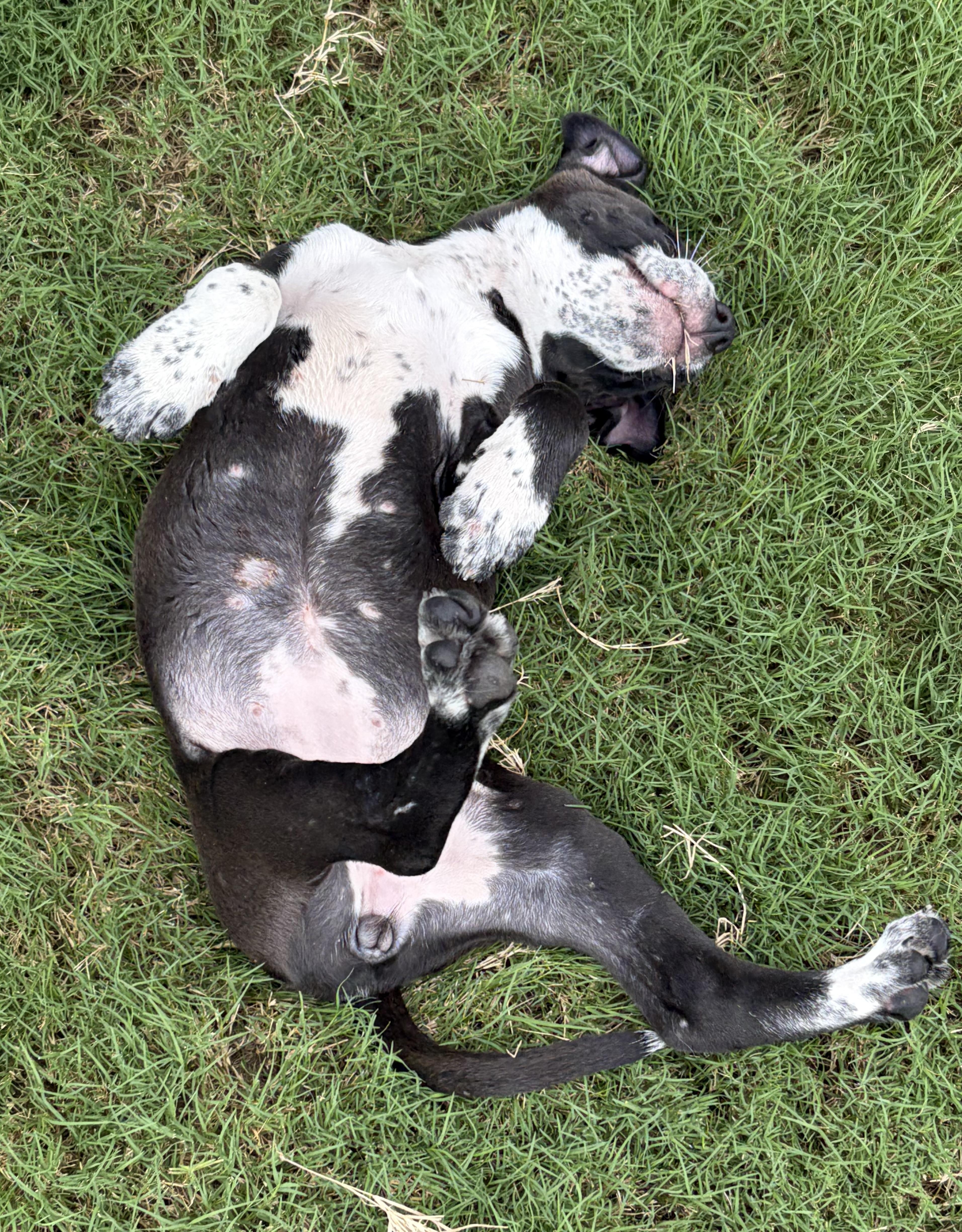 A baby medium-sized female Pit Bull Terrier dog named Aphrodite for adoption in Smithfield, NC