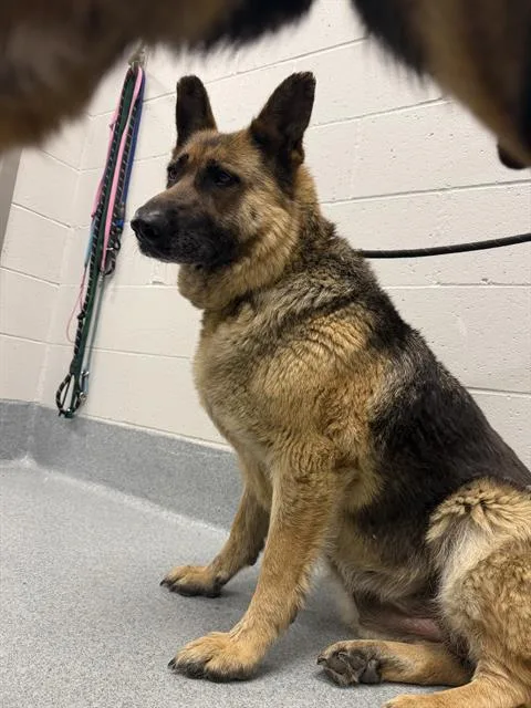An adult large-sized female German Shepherd Dog dog named Laila for adoption in Indianapolis, IN