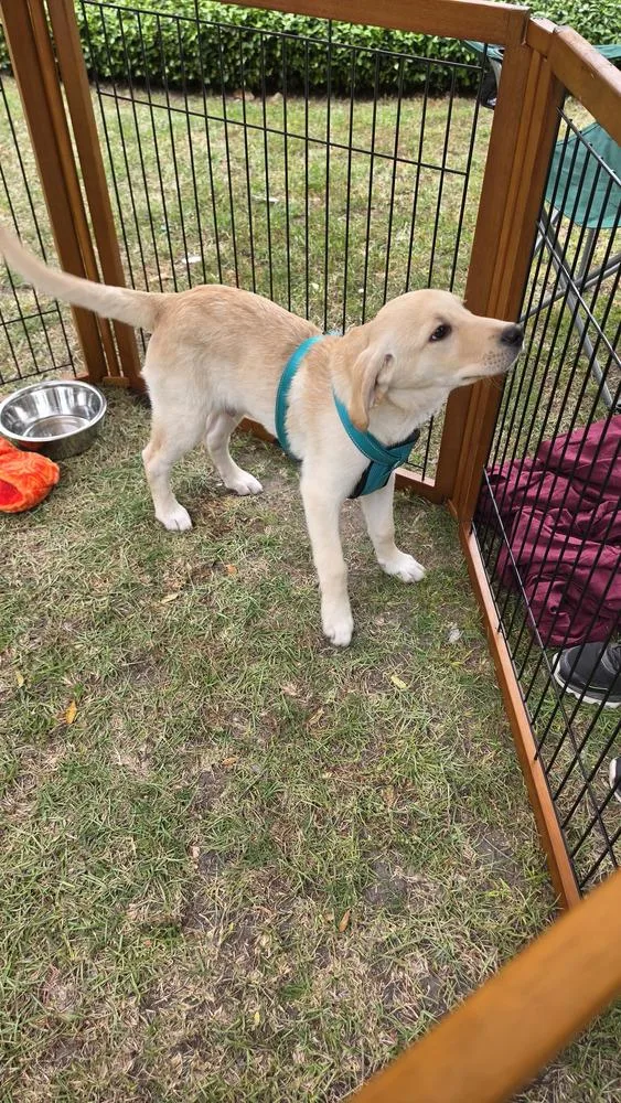 A baby small-sized male White / Cream Labrador Retriever dog named Dakota for adoption in Ladson, SC
