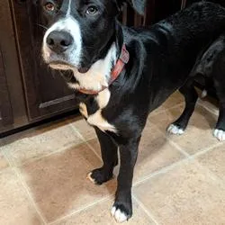 A young large-sized male Black Mixed Breed dog named Reggie for adoption in Jeffersonville, IN
