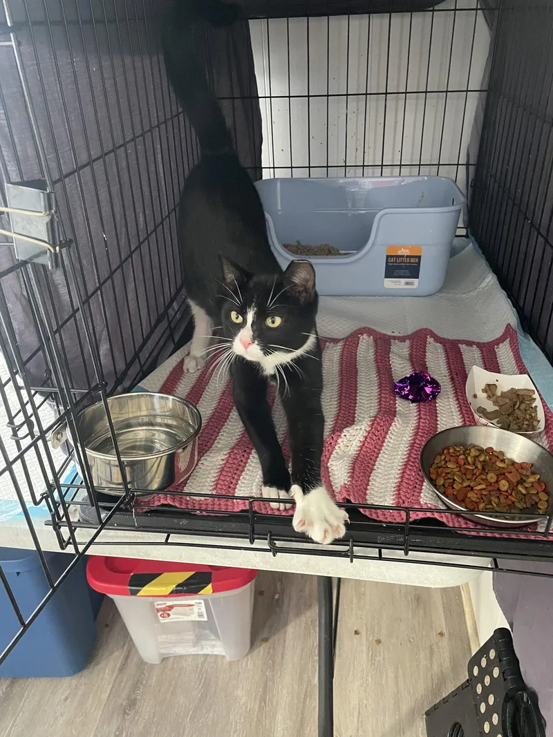 A young medium-sized male Black & White / Tuxedo Domestic Short Hair cat named Terran for adoption in Trenton, NJ